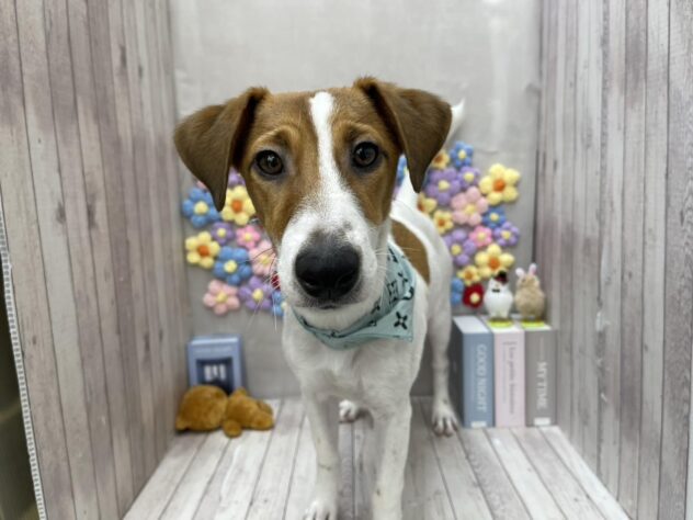 岡山県のジャックラッセルテリア (ワンキャラット アミーゴ高屋店/2025年5月19日生まれ/男の子/タンホワイト)の子犬の2枚目の画像