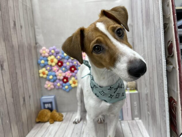 岡山県のジャックラッセルテリア (ワンキャラット アミーゴ高屋店/2025年5月19日生まれ/男の子/タンホワイト)の子犬の3枚目の画像