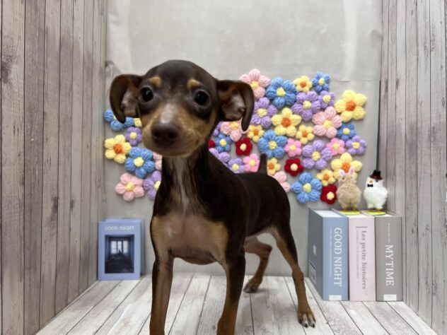 岡山県のミニチュアピンシャー (ワンキャラット アミーゴ高屋店/2025年9月20日生まれ/男の子/チョコレートタン)の子犬の1枚目の画像