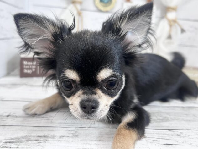 香川県のチワワ(ロング) (ワンキャラット アミーゴ屋島店/2026年7月24日生まれ/女の子/ブラッククリーム)の子犬の4枚目の画像