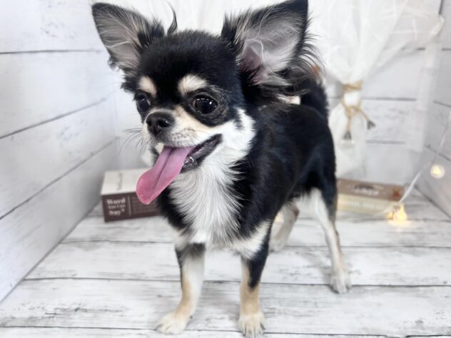 香川県のチワワ(ロング) (ワンキャラット アミーゴ屋島店/2026年7月24日生まれ/女の子/ブラッククリーム)の子犬の3枚目の画像