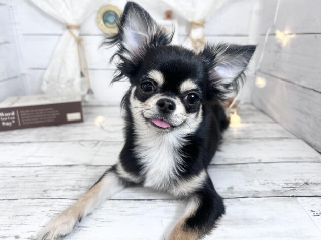 香川県のチワワ(ロング) (ワンキャラット アミーゴ屋島店/2026年7月24日生まれ/女の子/ブラッククリーム)の子犬