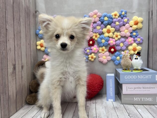 岡山県のポメラニアン (ワンキャラット アミーゴ高屋店/2025年10月6日生まれ/女の子/クリーム)の子犬の1枚目の画像