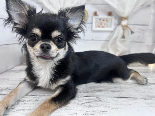 香川県のチワワ(ロング) (ワンキャラット アミーゴ屋島店/2026年7月24日生まれ/女の子/ブラッククリーム)の子犬の2枚目の画像