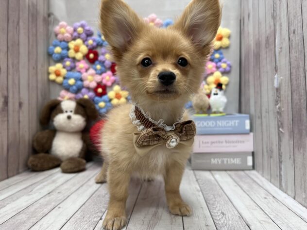 岡山県のポメックス(ポメラニアン×ダックス) (ワンキャラット アミーゴ高屋店/2025年11月21日生まれ/女の子/ゴールド)の子犬の2枚目の画像