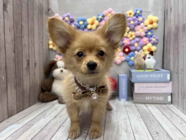 岡山県のポメックス(ポメラニアン×ダックス) (ワンキャラット アミーゴ高屋店/2025年11月21日生まれ/女の子/ゴールド)の子犬の3枚目の画像