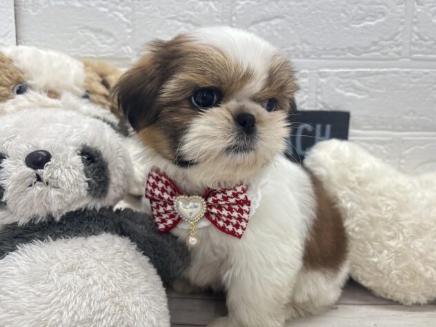 岡山県のシーズー (ワンキャラット アミーゴ岡南店/2025年12月9日生まれ/女の子/ホワイトゴールド)の子犬の2枚目の画像