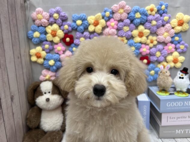 岡山県のビションプー(ビションフリーゼ×プードル) (ワンキャラット アミーゴ高屋店/2025年11月23日生まれ/男の子/クリーム)の子犬の1枚目の画像