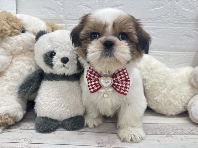 岡山県のシーズー (ワンキャラット アミーゴ岡南店/2025年12月9日生まれ/女の子/ホワイトゴールド)の子犬の4枚目の画像