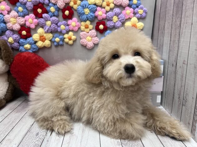 岡山県のビションプー(ビションフリーゼ×プードル) (ワンキャラット アミーゴ高屋店/2025年11月23日生まれ/男の子/クリーム)の子犬の3枚目の画像