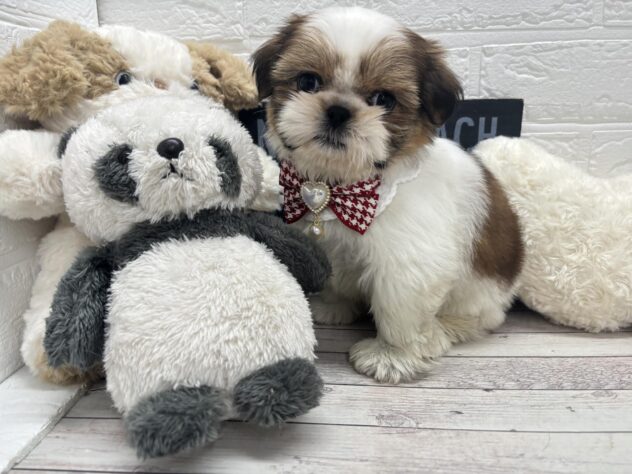 岡山県のシーズー (ワンキャラット アミーゴ岡南店/2025年12月9日生まれ/女の子/ホワイトゴールド)の子犬の3枚目の画像