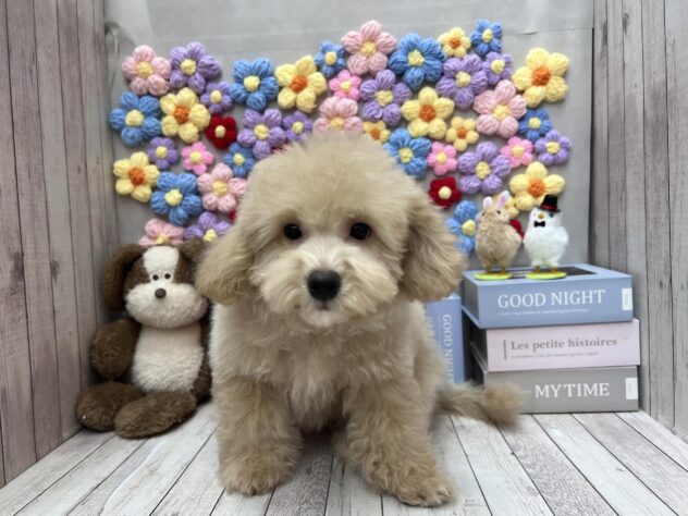 岡山県のビションプー(ビションフリーゼ×プードル) (ワンキャラット アミーゴ高屋店/2025年11月23日生まれ/男の子/クリーム)の子犬の2枚目の画像