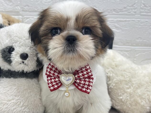 岡山県のシーズー (ワンキャラット アミーゴ岡南店/2025年12月9日生まれ/女の子/ホワイトゴールド)の子犬の1枚目の画像