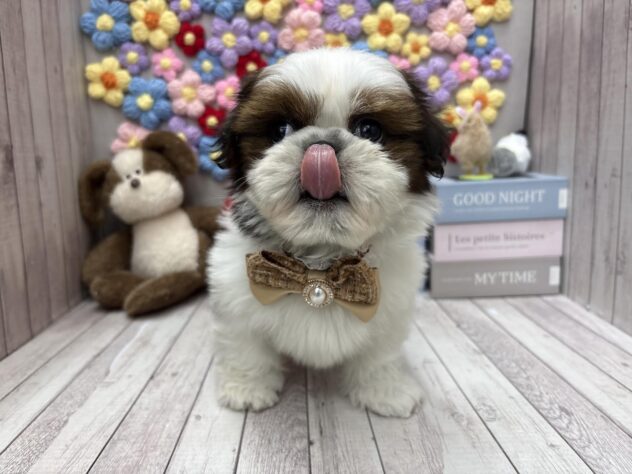 岡山県のシーズー (ワンキャラット アミーゴ高屋店/2025年2月25日生まれ/男の子/ゴールドホワイト)の子犬の3枚目の画像