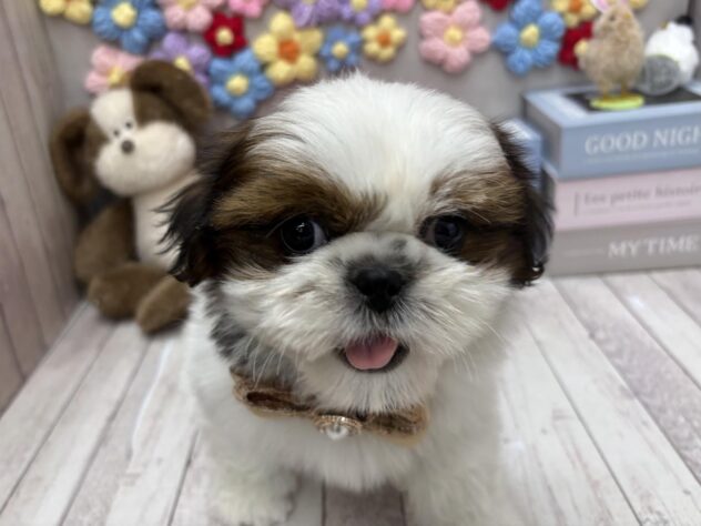 岡山県のシーズー (ワンキャラット アミーゴ高屋店/2025年2月25日生まれ/男の子/ゴールドホワイト)の子犬の1枚目の画像