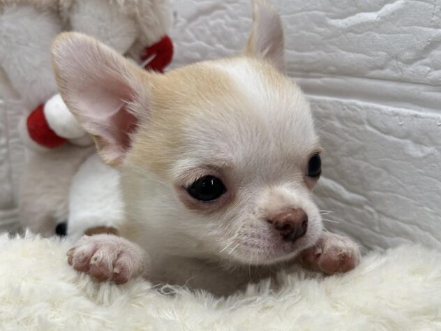 岡山県のチワワ(ロング) (ワンキャラット アミーゴ岡南店/2025年11月21日生まれ/男の子/クリームホワイト)の子犬の3枚目の画像