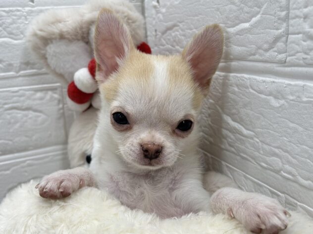 岡山県のチワワ(ロング) (ワンキャラット アミーゴ岡南店/2025年11月21日生まれ/男の子/クリームホワイト)の子犬の1枚目の画像