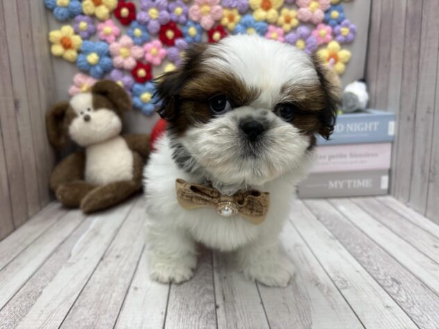 岡山県のシーズー (ワンキャラット アミーゴ高屋店/2025年2月25日生まれ/男の子/ゴールドホワイト)の子犬の2枚目の画像