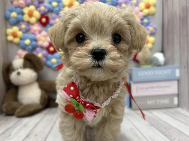 岡山県のマルプー(マルチーズ×プードル) (ワンキャラット アミーゴ高屋店/2025年12月21日生まれ/女の子/クリーム)の子犬の1枚目の画像