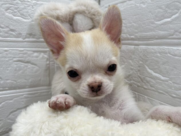 岡山県のチワワ(ロング) (ワンキャラット アミーゴ岡南店/2025年11月21日生まれ/男の子/クリームホワイト)の子犬の2枚目の画像