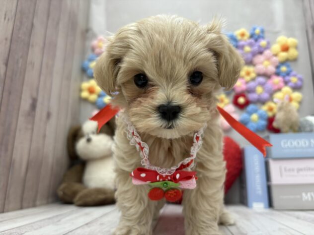 岡山県のマルプー(マルチーズ×プードル) (ワンキャラット アミーゴ高屋店/2025年12月21日生まれ/女の子/クリーム)の子犬の3枚目の画像