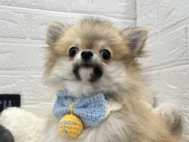 岡山県のハーフ犬・ミックス犬 (ワンキャラット アミーゴ岡南店/2025年9月20日生まれ/男の子/フォーン)の子犬の1枚目の画像