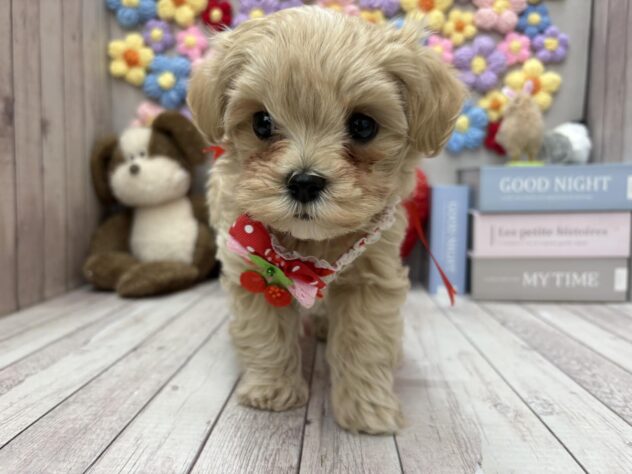 岡山県のマルプー(マルチーズ×プードル) (ワンキャラット アミーゴ高屋店/2025年12月21日生まれ/女の子/クリーム)の子犬の2枚目の画像