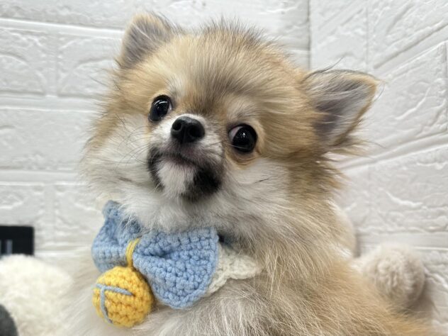 岡山県のハーフ犬・ミックス犬 (ワンキャラット アミーゴ岡南店/2025年9月20日生まれ/男の子/フォーン)の子犬の3枚目の画像