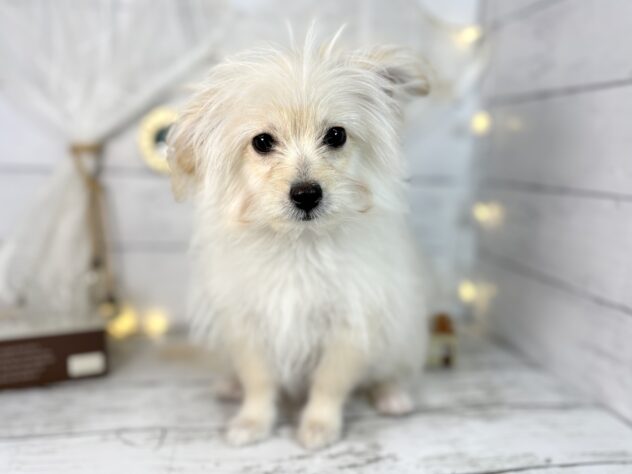 香川県のハーフ犬・ミックス犬 (ワンキャラット アミーゴ屋島店/2025年10月24日生まれ/女の子/クリーム)の子犬の1枚目の画像