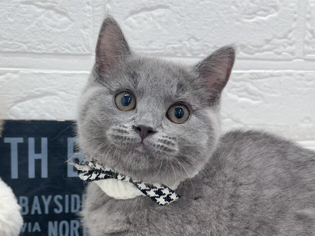 岡山県のシャルトリュー (ワンキャラット アミーゴ岡南店/2025年11月29日生まれ/女の子/ブルー)の子猫の1枚目の画像