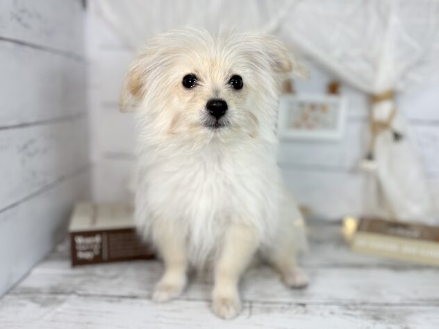 香川県のハーフ犬・ミックス犬 (ワンキャラット アミーゴ屋島店/2025年10月24日生まれ/女の子/クリーム)の子犬の2枚目の画像