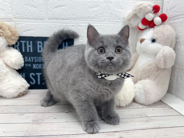 岡山県のシャルトリュー (ワンキャラット アミーゴ岡南店/2025年11月29日生まれ/女の子/ブルー)の子猫の2枚目の画像