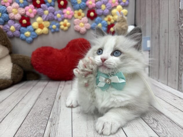 岡山県のラグドール (ワンキャラット アミーゴ高屋店/2025年12月20日生まれ/女の子/ブルーポイントバイカラー)の子猫の3枚目の画像