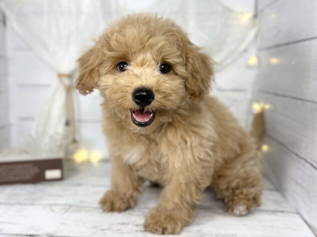 香川県のビションプー(ビションフリーゼ×プードル) (ワンキャラット アミーゴ屋島店/2025年11月23日生まれ/男の子/アプリコット)の子犬の1枚目の画像