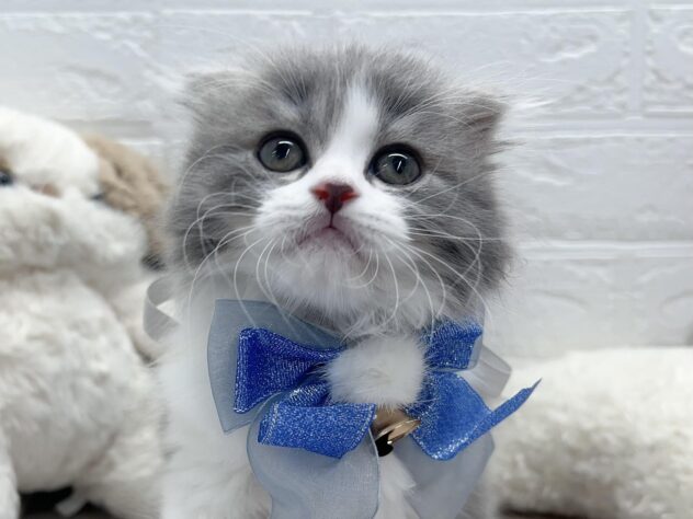 岡山県のスコティッシュフォールド (ワンキャラット アミーゴ岡南店/2025年12月13日生まれ/男の子/ブルーホワイト)の子猫の1枚目の画像