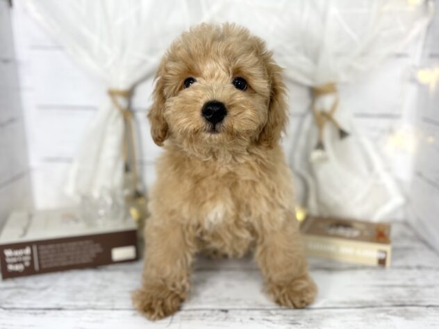 香川県のビションプー(ビションフリーゼ×プードル) (ワンキャラット アミーゴ屋島店/2025年11月23日生まれ/男の子/アプリコット)の子犬の2枚目の画像