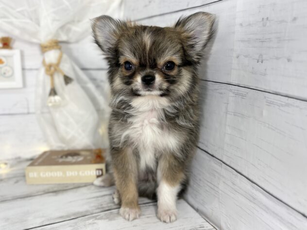 香川県のチワワ(ロング) (ワンキャラット アミーゴ屋島店/2025年11月21日生まれ/男の子/セーブルホワイト)の子犬の1枚目の画像