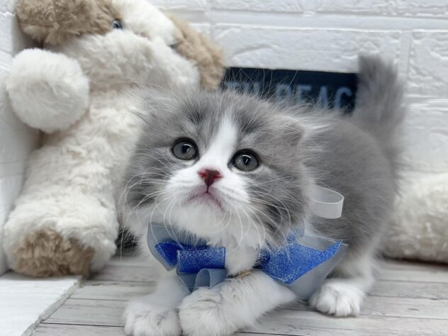 岡山県のスコティッシュフォールド (ワンキャラット アミーゴ岡南店/2025年12月13日生まれ/男の子/ブルーホワイト)の子猫の2枚目の画像