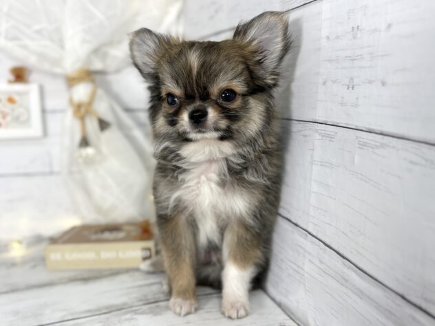 香川県のチワワ(ロング) (ワンキャラット アミーゴ屋島店/2025年11月21日生まれ/男の子/セーブルホワイト)の子犬の2枚目の画像