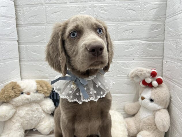 岡山県のワイマラナー (ワンキャラット アミーゴ岡南店/2025年12月6日生まれ/男の子/10 グレー系)の子犬の1枚目の画像