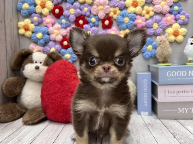 岡山県のチワワ(ロング) (ワンキャラット アミーゴ高屋店/2025年12月29日生まれ/男の子/チョコレートタン)の子犬の1枚目の画像