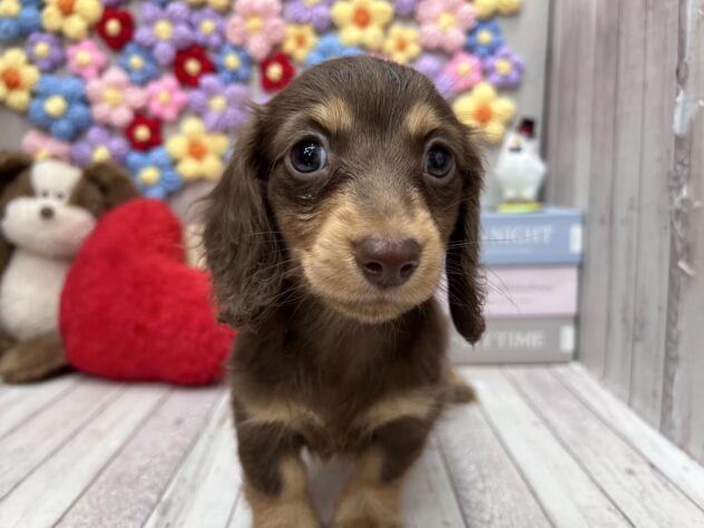 岡山県のミニチュアダックスフンド(ロング) (ワンキャラット アミーゴ高屋店/2026年1月3日生まれ/女の子/チョコレートタン)の子犬の1枚目の画像