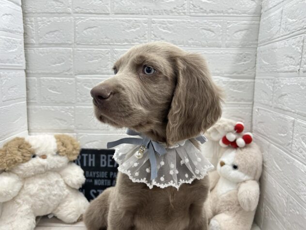 岡山県のワイマラナー (ワンキャラット アミーゴ岡南店/2025年12月6日生まれ/男の子/10 グレー系)の子犬の2枚目の画像