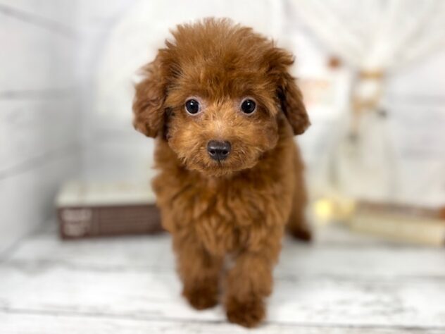 香川県のマルプー(マルチーズ×プードル) (ワンキャラット アミーゴ屋島店/2025年10月23日生まれ/男の子/レッド)の子犬の1枚目の画像