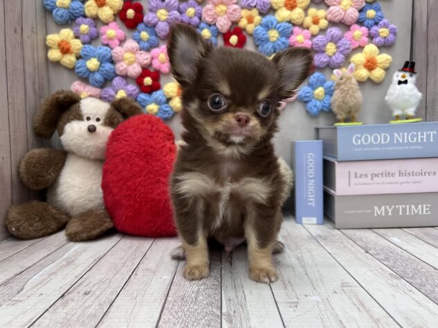 岡山県のチワワ(ロング) (ワンキャラット アミーゴ高屋店/2025年12月29日生まれ/男の子/チョコレートタン)の子犬の2枚目の画像