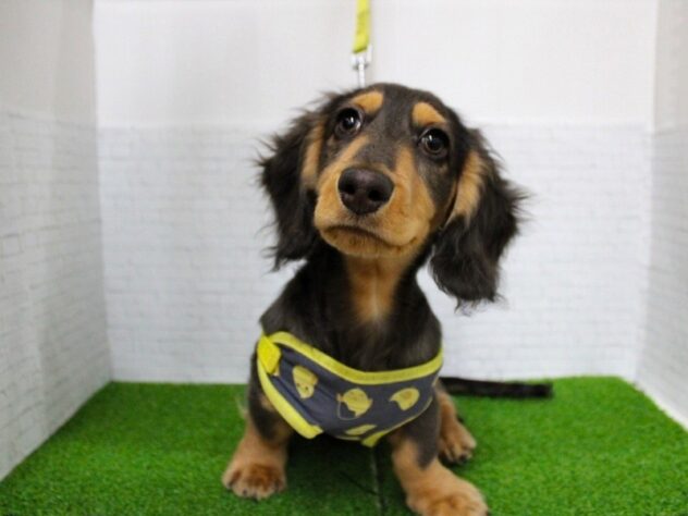 兵庫県のミニチュアダックスフンド(ロング) (ペット・プラザ アミーゴ尼崎昭和通店/2025年10月18日生まれ/男の子/ブルータン)の子犬の1枚目の画像