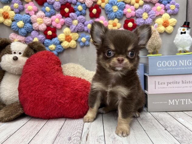 岡山県のチワワ(ロング) (ワンキャラット アミーゴ高屋店/2025年12月29日生まれ/男の子/チョコレートタン)の子犬の3枚目の画像