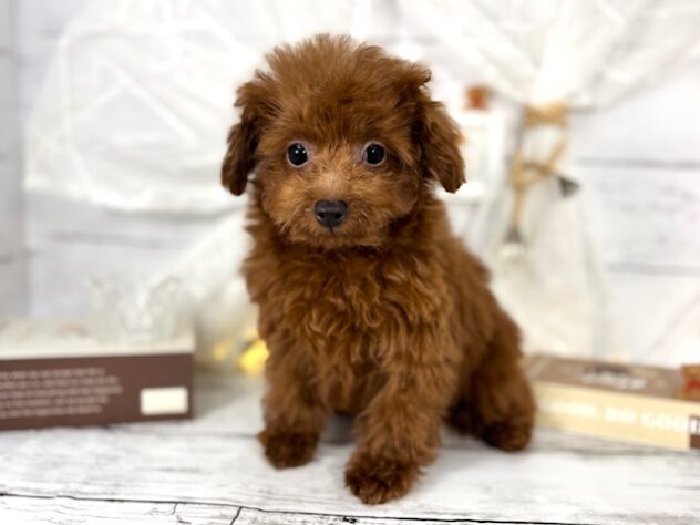 香川県のマルプー(マルチーズ×プードル) (ワンキャラット アミーゴ屋島店/2025年10月23日生まれ/男の子/レッド)の子犬の3枚目の画像