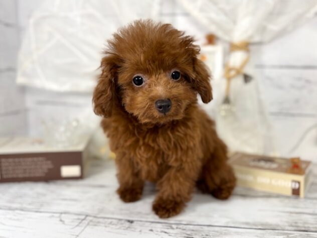 香川県のマルプー(マルチーズ×プードル) (ワンキャラット アミーゴ屋島店/2025年10月23日生まれ/男の子/レッド)の子犬の2枚目の画像