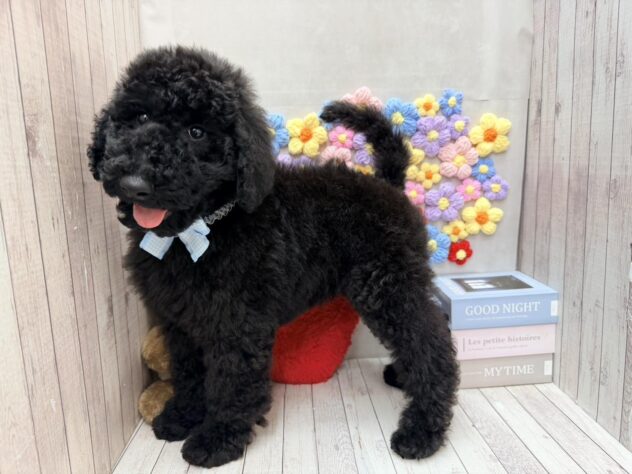 岡山県のスタンダードプードル (ワンキャラット アミーゴ高屋店/2025年12月22日生まれ/男の子/ブラック)の子犬の2枚目の画像